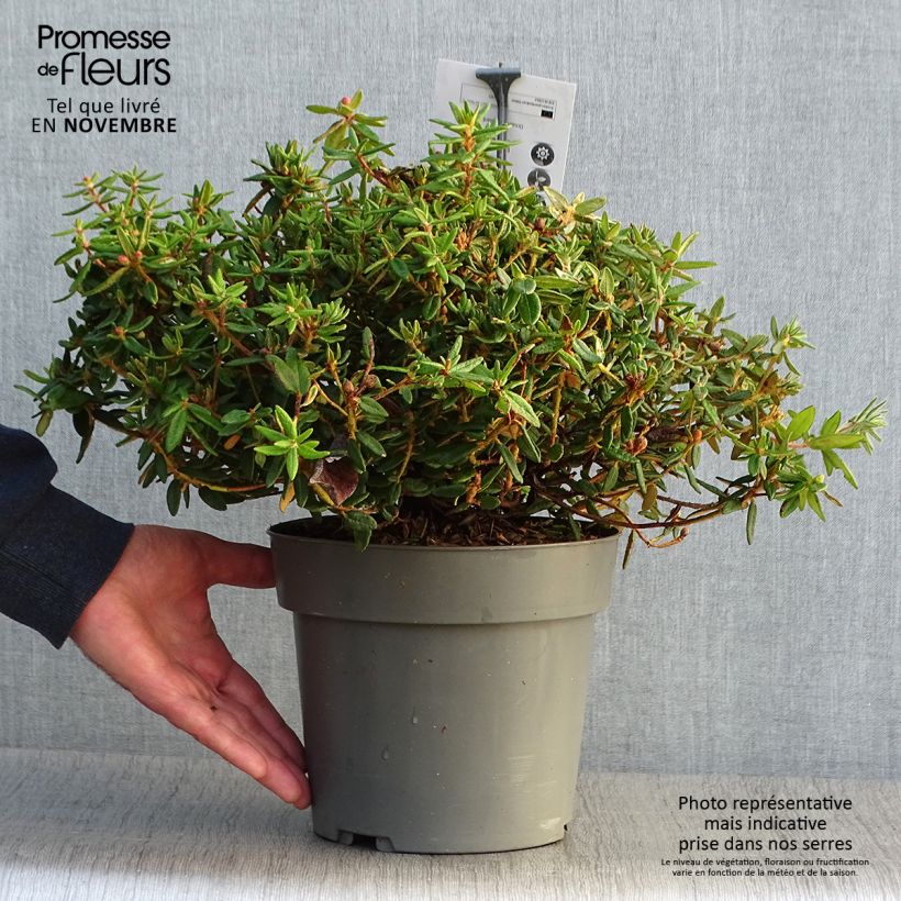 Ejemplar de Ledum groenlandicum Helma Maceta 2L/3L entregado en otoño