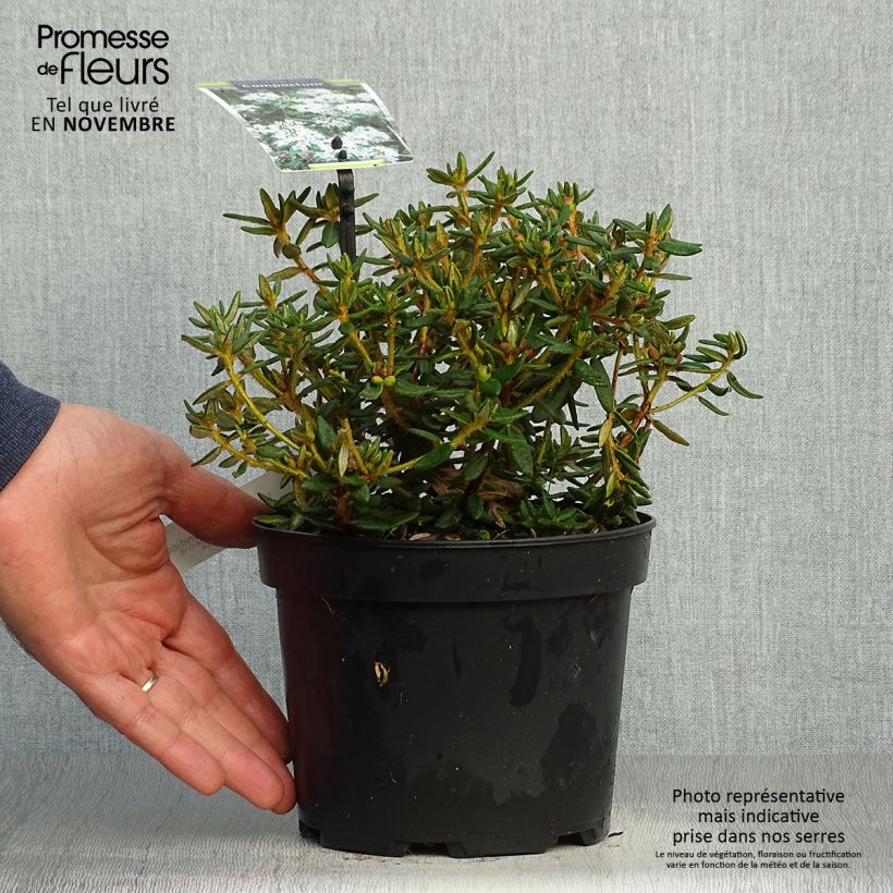 Ejemplar de Ledum groenlandicum Compactum Maceta 2L/3L entregado en otoño