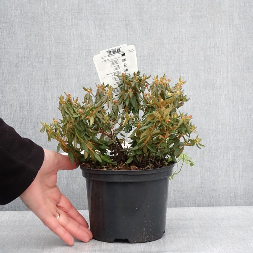 Ledum groenlandicum Compactum Maceta 2L/3L Ejemplar entregado en invierno