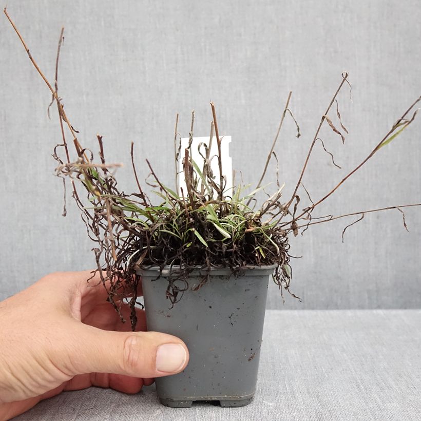 Ejemplar de Leontopodium alpinum Mont Blanc - Flor de las nieves Maceta de 8/9 cm entregado en otoño