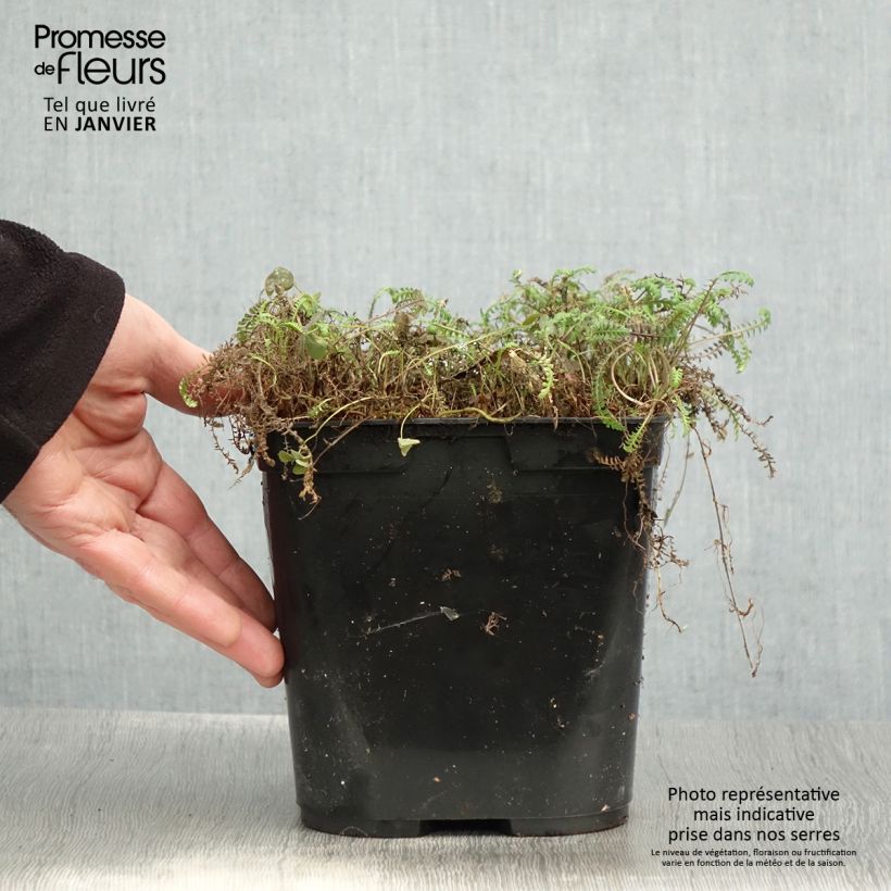 Leptinella squalida Platt's Black Maceta 3L/4L Ejemplar entregado en invierno