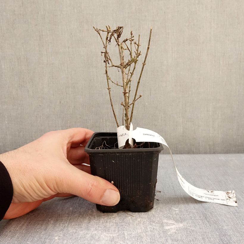 Leptodermis oblonga Summer Stars Maceta de 8/9 cm Ejemplar entregado en invierno