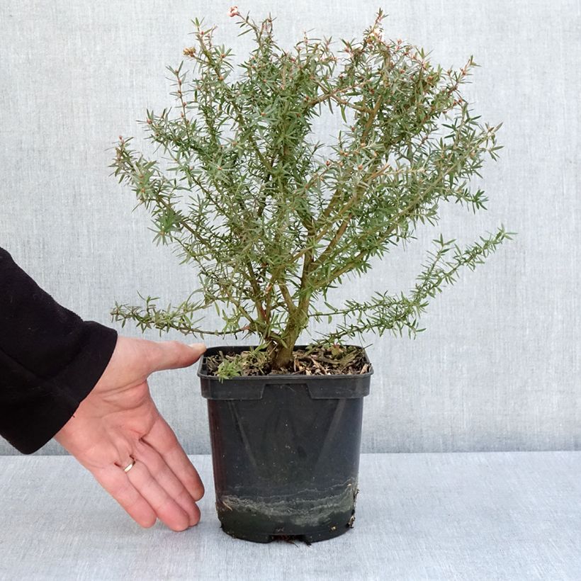 Leptospermum scoparium Apple blossom Maceta 2L/3L Ejemplar entregado en la primavera