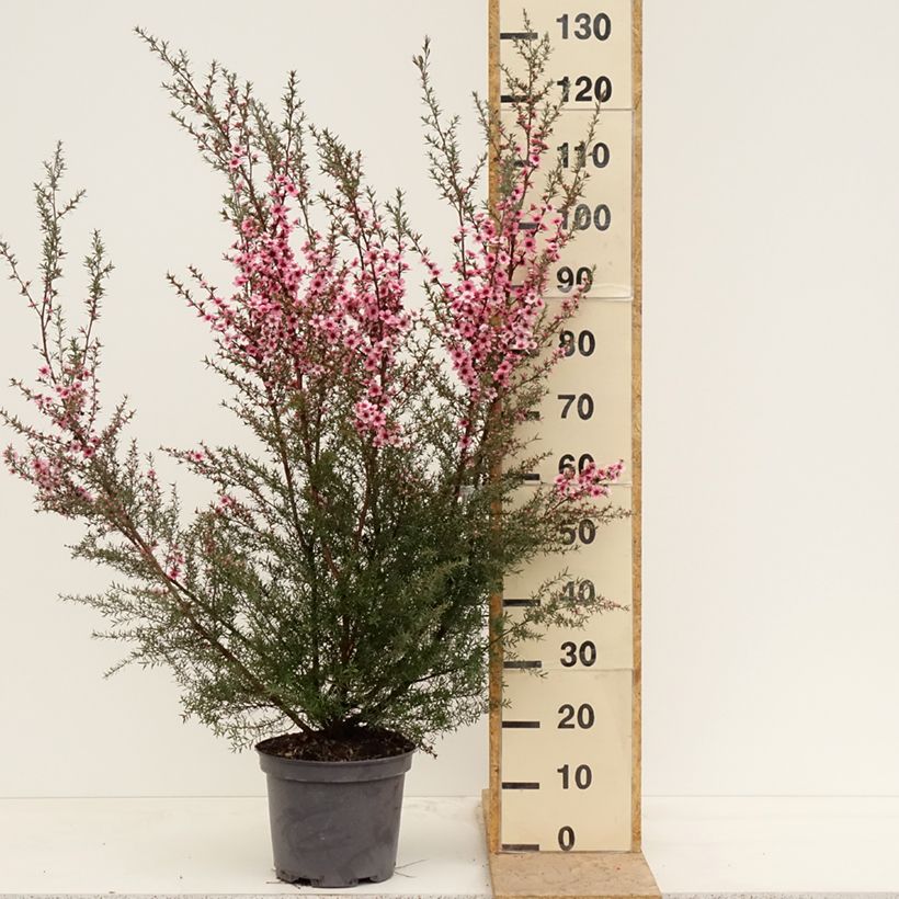 Leptospermum scoparium Martini Maceta 7,5L/10L Ejemplar entregado en la primavera