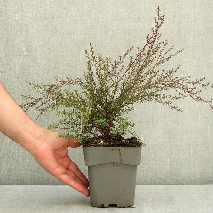 Ejemplar de Leptospermum scoparium Red damask Maceta 2L/3L entregado en verano