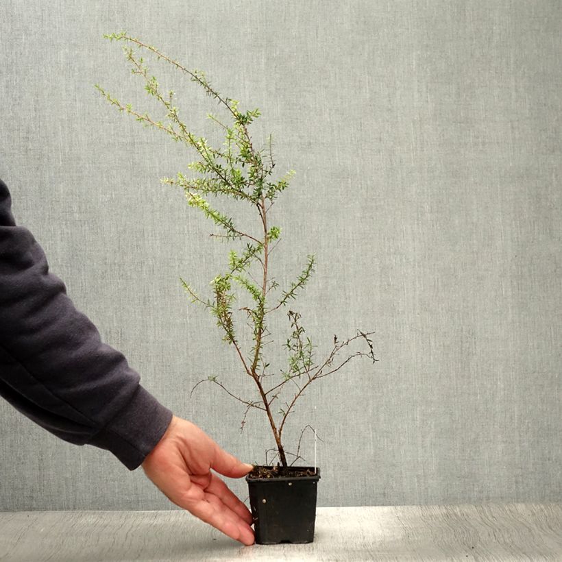 Ejemplar de Leptospermum scoparium Snow Flurry Maceta de 8/9 cm entregado en verano