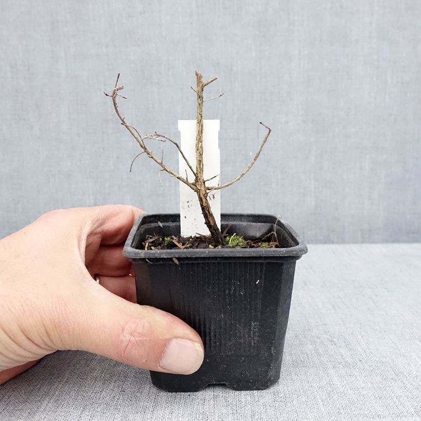 Leptospermum scoparium Snow Flurry Maceta de 8/9 cm Ejemplar entregado en la primavera