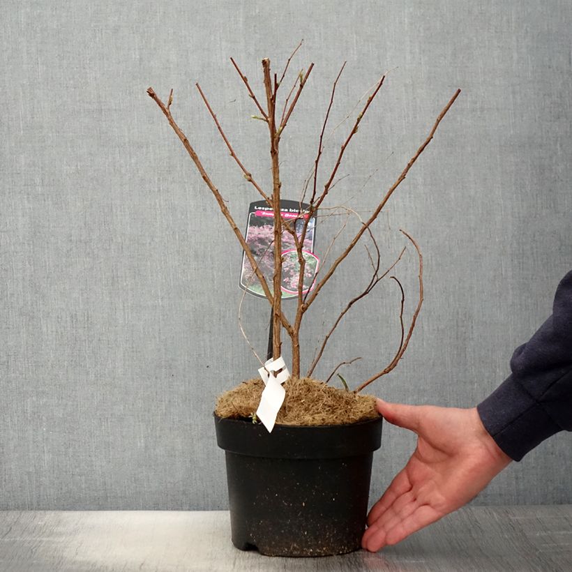 Lespedeza bicolor Summer Beauty - Trébol japonés Maceta 3L/4L Ejemplar entregado en la primavera