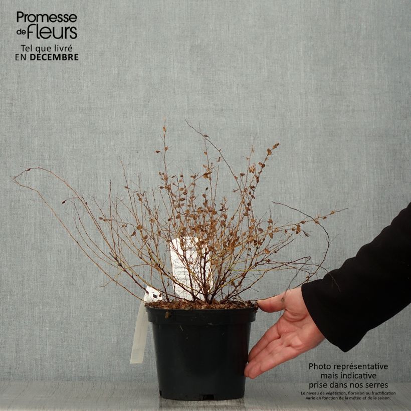 Ejemplar de Lespedeza bicolor Yakushima - Trébol japonés Maceta 3L/4L entregado en otoño