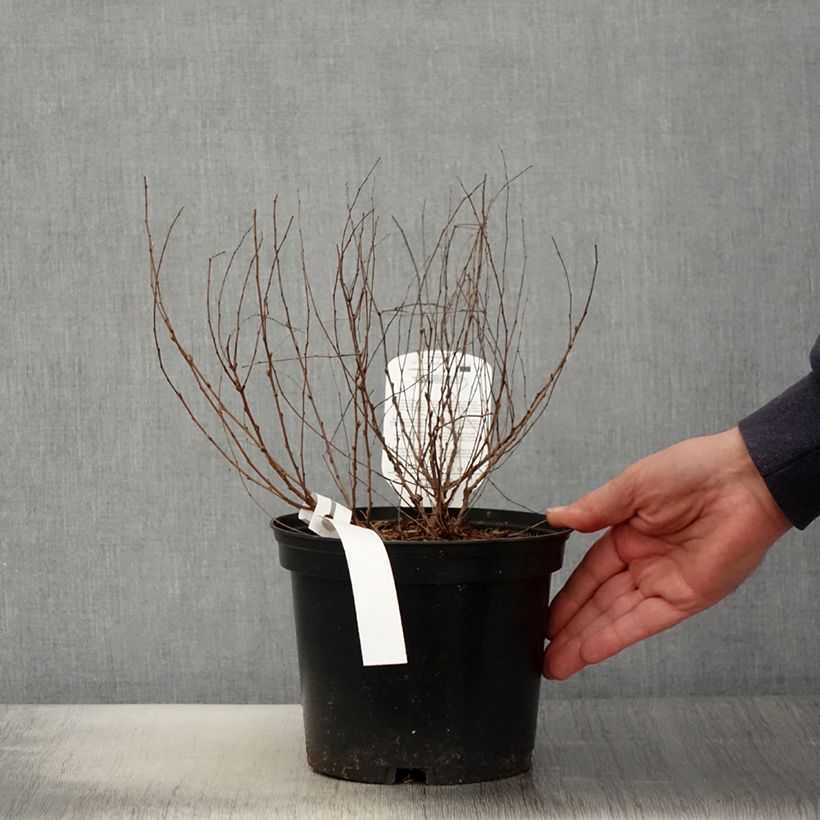 Lespedeza bicolor Yakushima - Trébol japonés Maceta 3L/4L Ejemplar entregado en la primavera