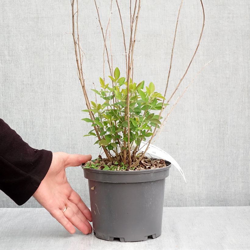Ejemplar de Lespedeza liukiuensis Little Volcano Maceta 3L/4L entregado en otoño