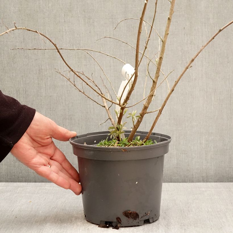 Lespedeza liukiuensis Little Volcano Maceta 3L/4L Ejemplar entregado en la primavera