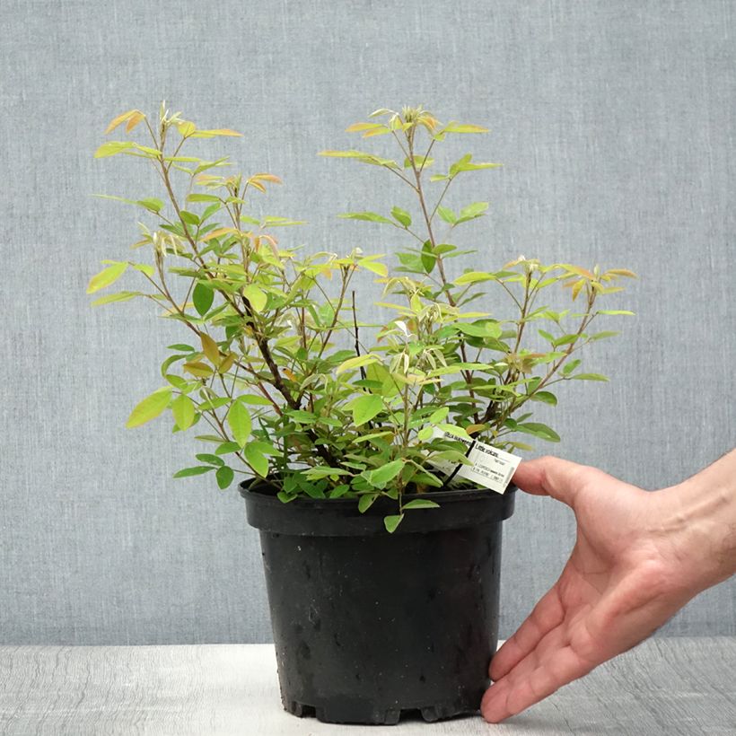 Ejemplar de Lespedeza liukiuensis Little Volcano Maceta 3L/4L entregado en verano