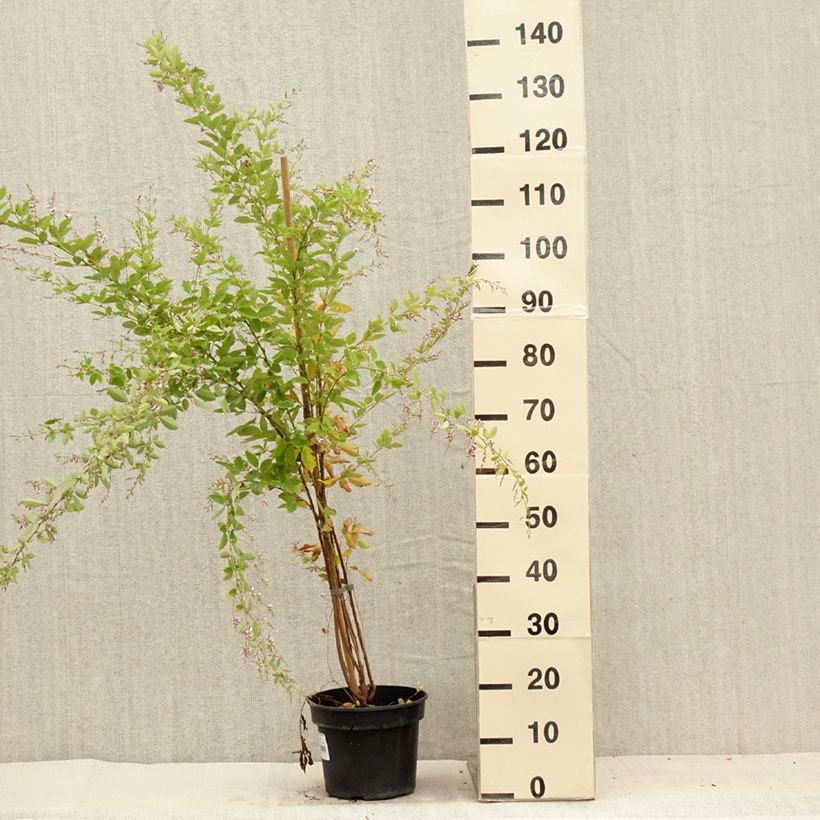 Ejemplar de Lespedeza thunbergii Edo-Shibori Maceta 3L/4L entregado en verano