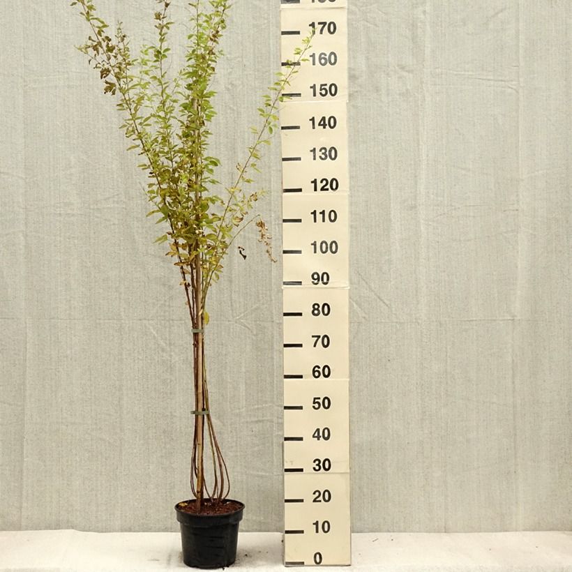 Ejemplar de Lespedeza thunbergii Edo-Shibori Maceta 3L/4L entregado en otoño