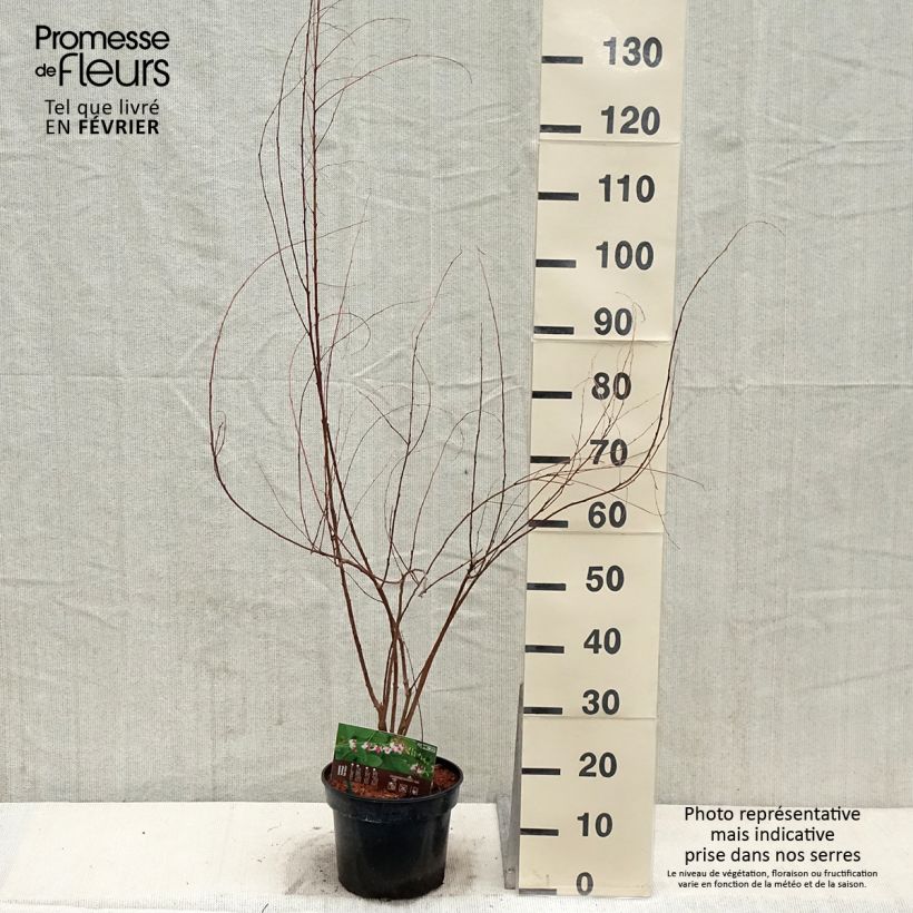 Lespedeza thunbergii Edo-Shibori Maceta 3L/4L Ejemplar entregado en invierno