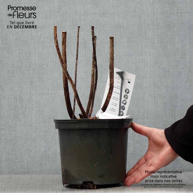 Lespedeza thunbergii Gibraltar Maceta 2L/3L Ejemplar entregado en invierno