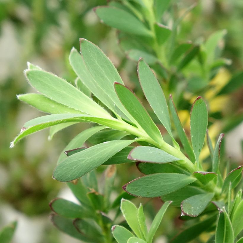 Leucadendron salignum Devil's Blush (Follaje)