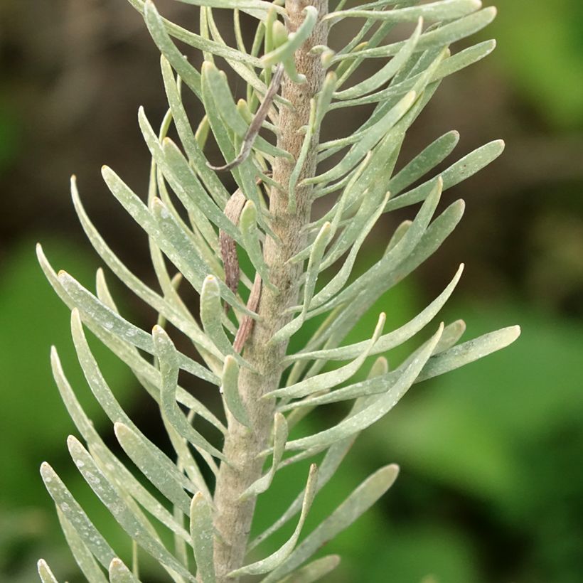 Leucadendron galpinii Carlin (Follaje)