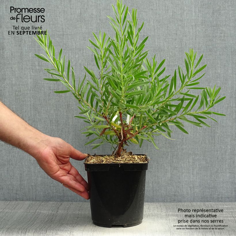 Ejemplar de Leucadendron Inca Gold Maceta 3L/4L entregado en otoño
