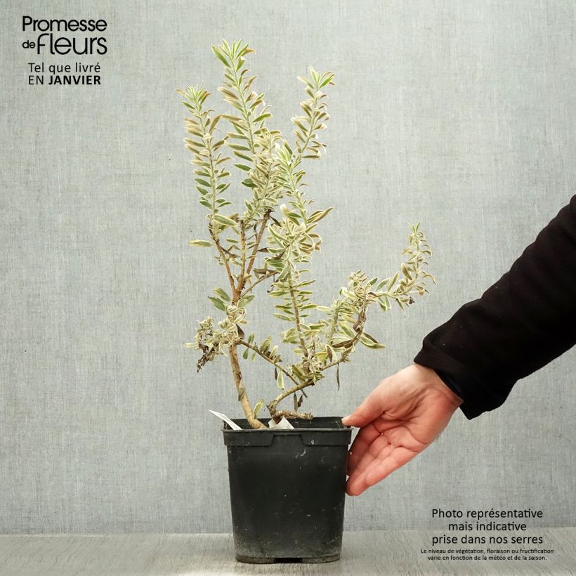 Leucadendron Jester Maceta 3L/4L Ejemplar entregado en invierno