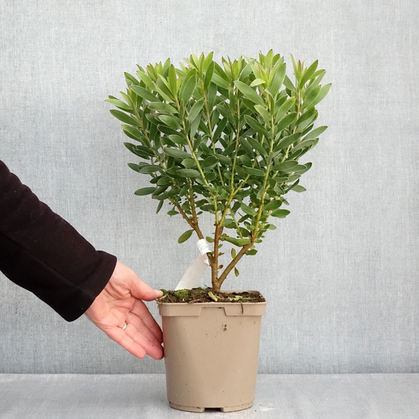 Leucadendron salignum x laureolum Safari Goldstrike Maceta 3L/4L Ejemplar entregado en invierno