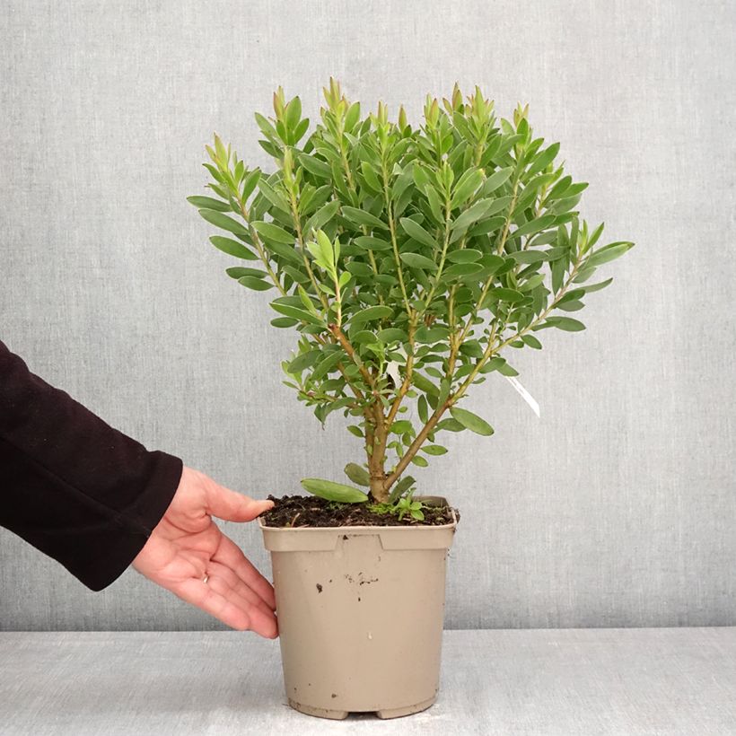 Leucadendron salignum x laureolum Safari Goldstrike Maceta 3L/4L Ejemplar entregado en la primavera