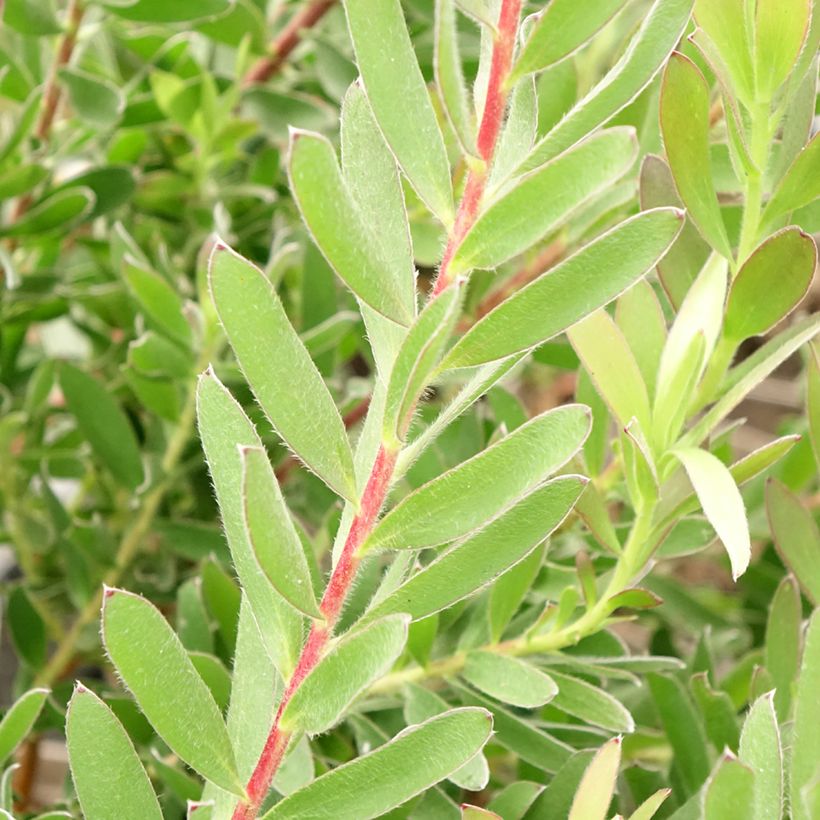 Leucadendron Safari Sunset (Follaje)