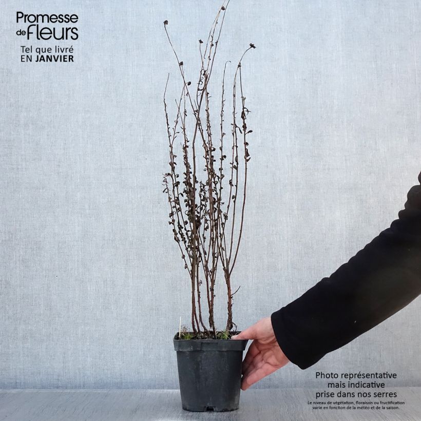 Leucanthemella serotina Maceta 2L/3L Ejemplar entregado en invierno