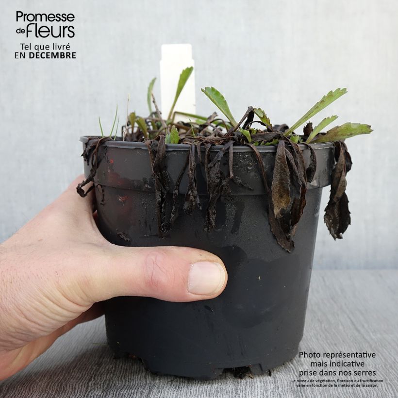 Ejemplar de Margarita Reina Petite Princesse d'Argent - Leucanthemum superbum Maceta 2L/3L entregado en otoño