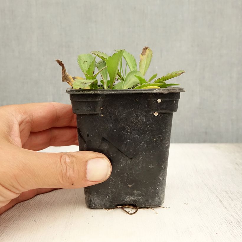 Ejemplar de Margarita Reina Petite Princesse d'Argent - Leucanthemum superbum Maceta de 7/8 cm entregado en verano