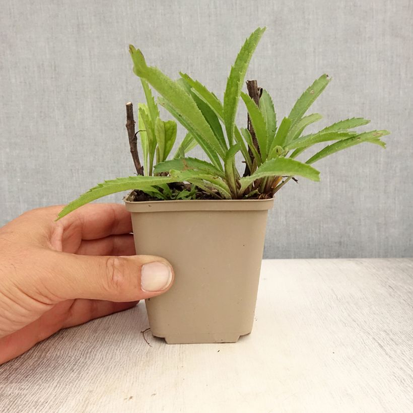 Ejemplar de Margarita Reina Real Neat - Leucanthemum superbum Maceta de 8/9 cm entregado en verano