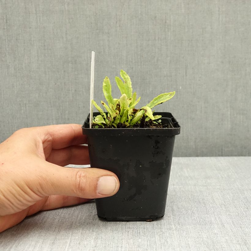 Ejemplar de Leucanthemum Snow Lady - Margarita mayor Maceta de 8/9 cm entregado en verano
