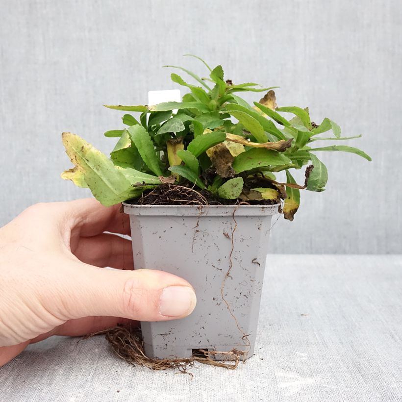 Leucanthemum Snow Lady - Margarita mayor Maceta de 8/9 cm Ejemplar entregado en invierno