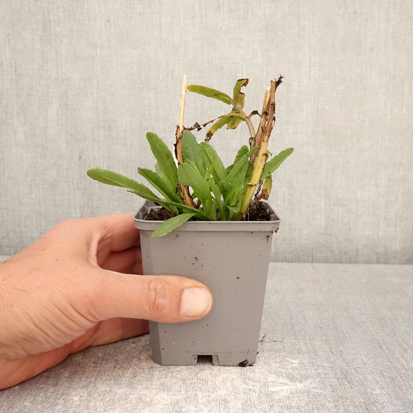 Leucanthemum Snow Lady - Margarita mayor Maceta de 8/9 cm Ejemplar entregado en la primavera