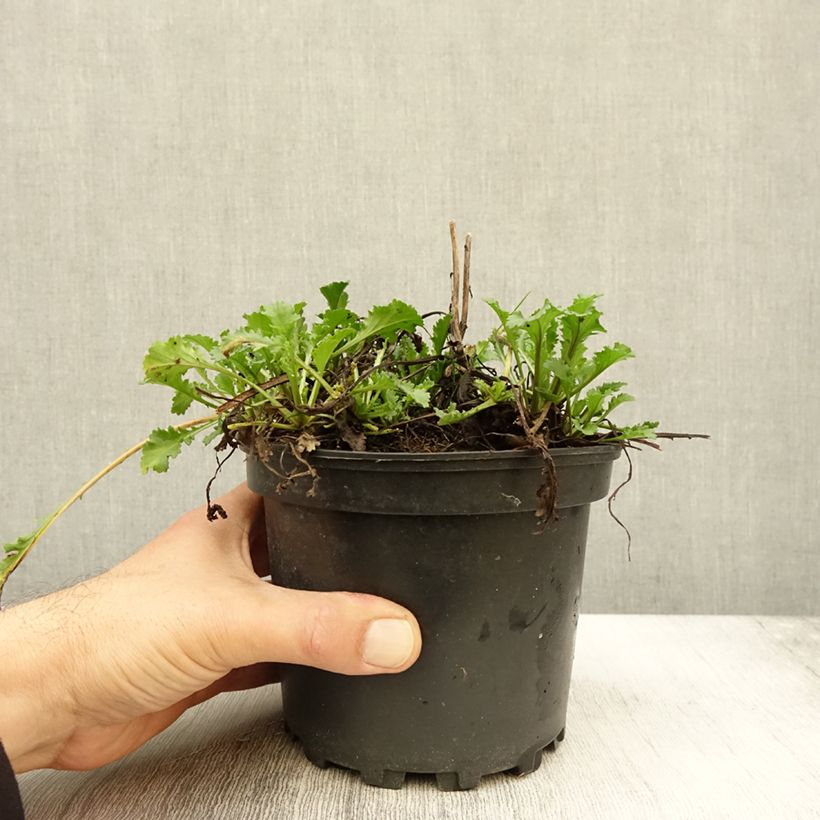 Ejemplar de Margarita Reina Becky - Leucanthemum superbum Maceta 2L/3L entregado en otoño