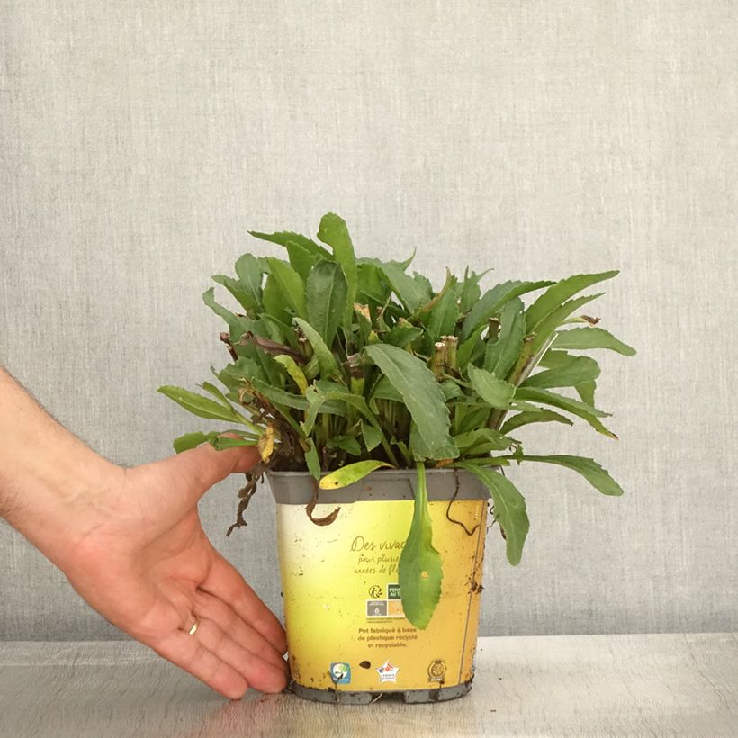 Ejemplar de Margarita Reina Broadway lights - Leucanthemum superbum Maceta 2L/3L entregado en otoño