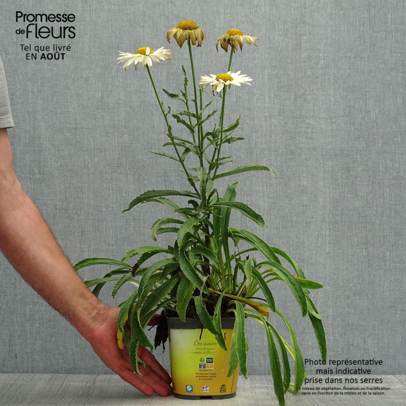 Ejemplar de Leucanthemum superbum Broadway lights - Grande marguerite Pot de 2L/3L entregado en verano