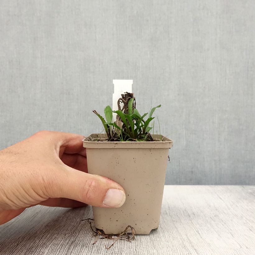 Ejemplar de Margarita Reina Luna - Leucanthemum superbum Maceta de 8/9 cm entregado en otoño