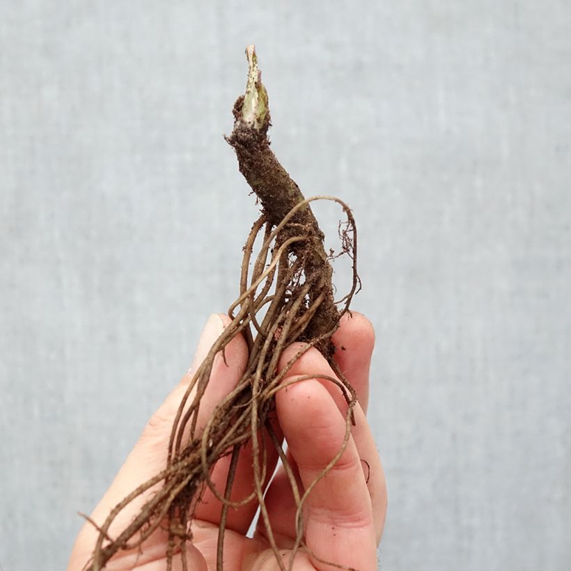 Margarita Reina Wirral Supreme - Leucanthemum superbum Raíces desnudas Ejemplar entregado en invierno