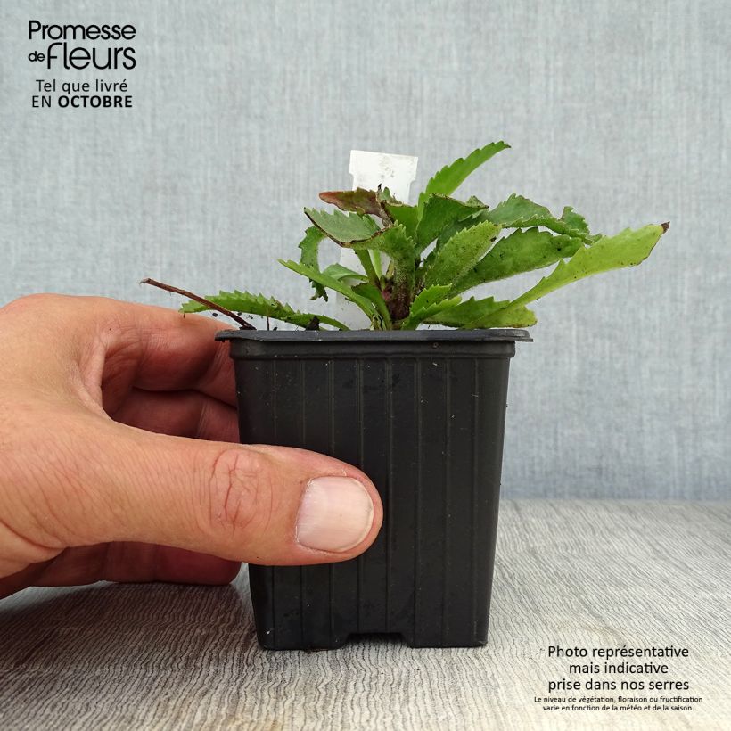 Ejemplar de Margarita Reina Victorian Secret - Leucanthemum superbum Maceta de 8/9 cm entregado en otoño