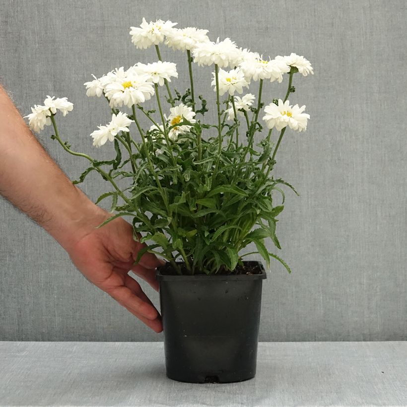 Ejemplar de Margarita Reina Victorian Secret - Leucanthemum superbum Maceta 2L/3L entregado en verano