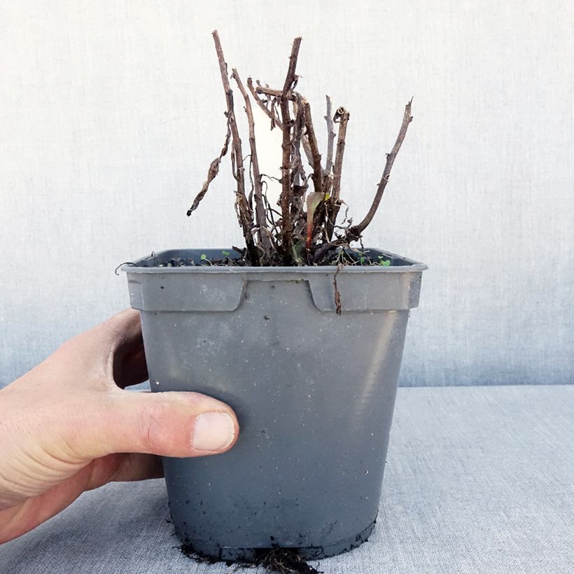 Margarita Reina Victorian Secret - Leucanthemum superbum Maceta 2L/3L Ejemplar entregado en la primavera