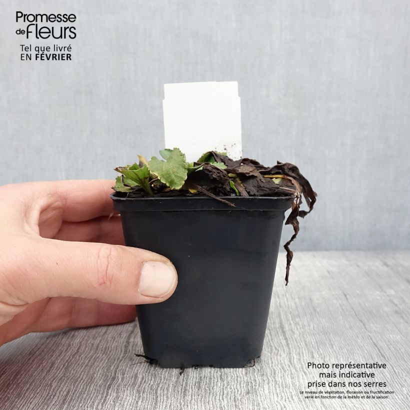 Margarita Reina Brightside - Leucanthemum superbum Maceta de 8/9 cm Ejemplar entregado en invierno