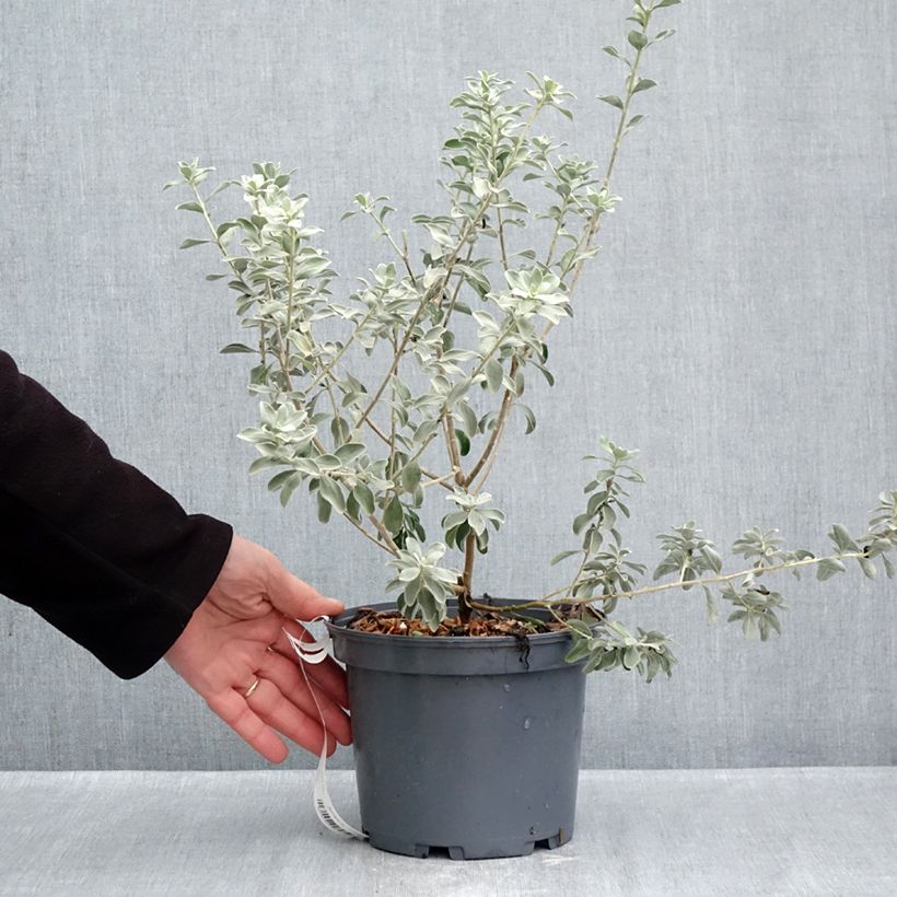 Ejemplar de Leucophyllum frutescens - Cenizo Maceta 3L/4L entregado en otoño