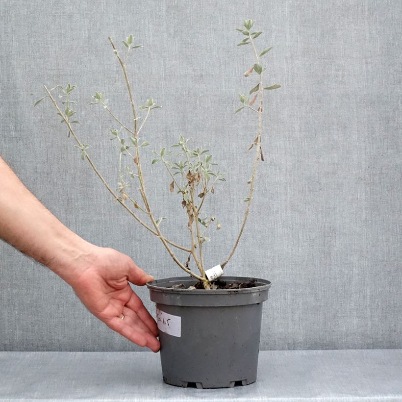 Leucophyllum frutescens - Cenizo Maceta 3L/4L Ejemplar entregado en la primavera