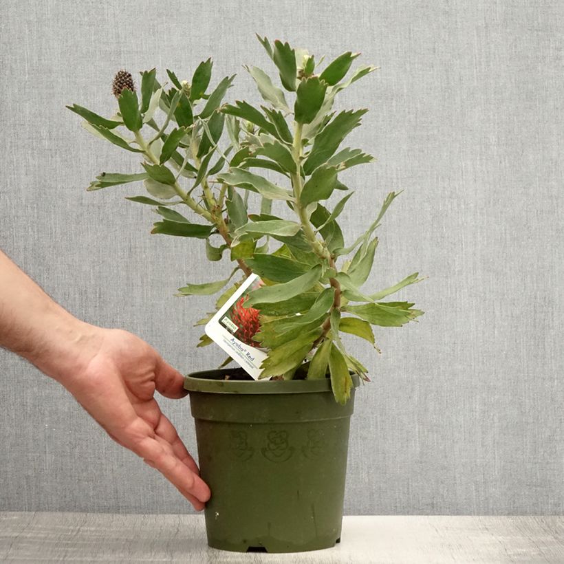 Ejemplar de Leucospermum Ayoba Red Maceta 2L/3L entregado en verano