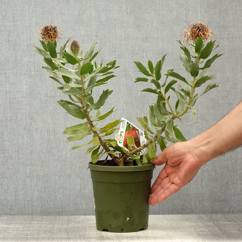 Leucospermum Ayoba Red Maceta 2L/3L Ejemplar entregado en la primavera