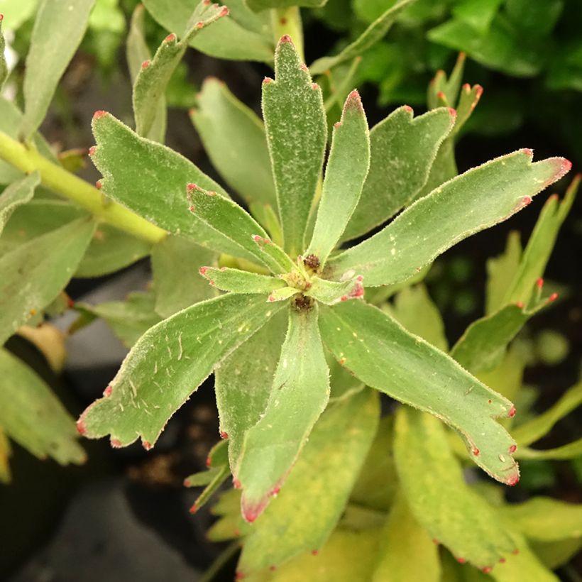 Leucospermum Ayoba Red (Follaje)