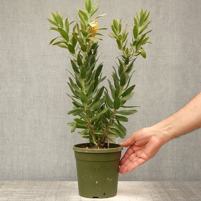 Ejemplar de Leucospermum Copper Carnival Maceta 2L/3L entregado en verano